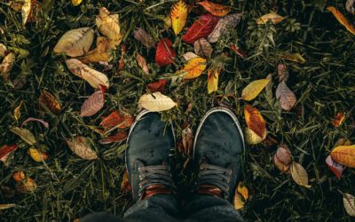 Pourquoi l’automne est le meilleur moment pour planter des arbres et des arbustes