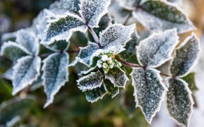 10 façons de préparer votre jardin pour l’hiver