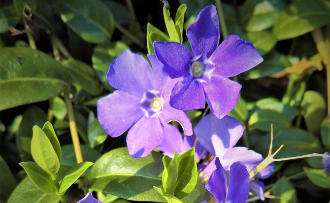 vinca